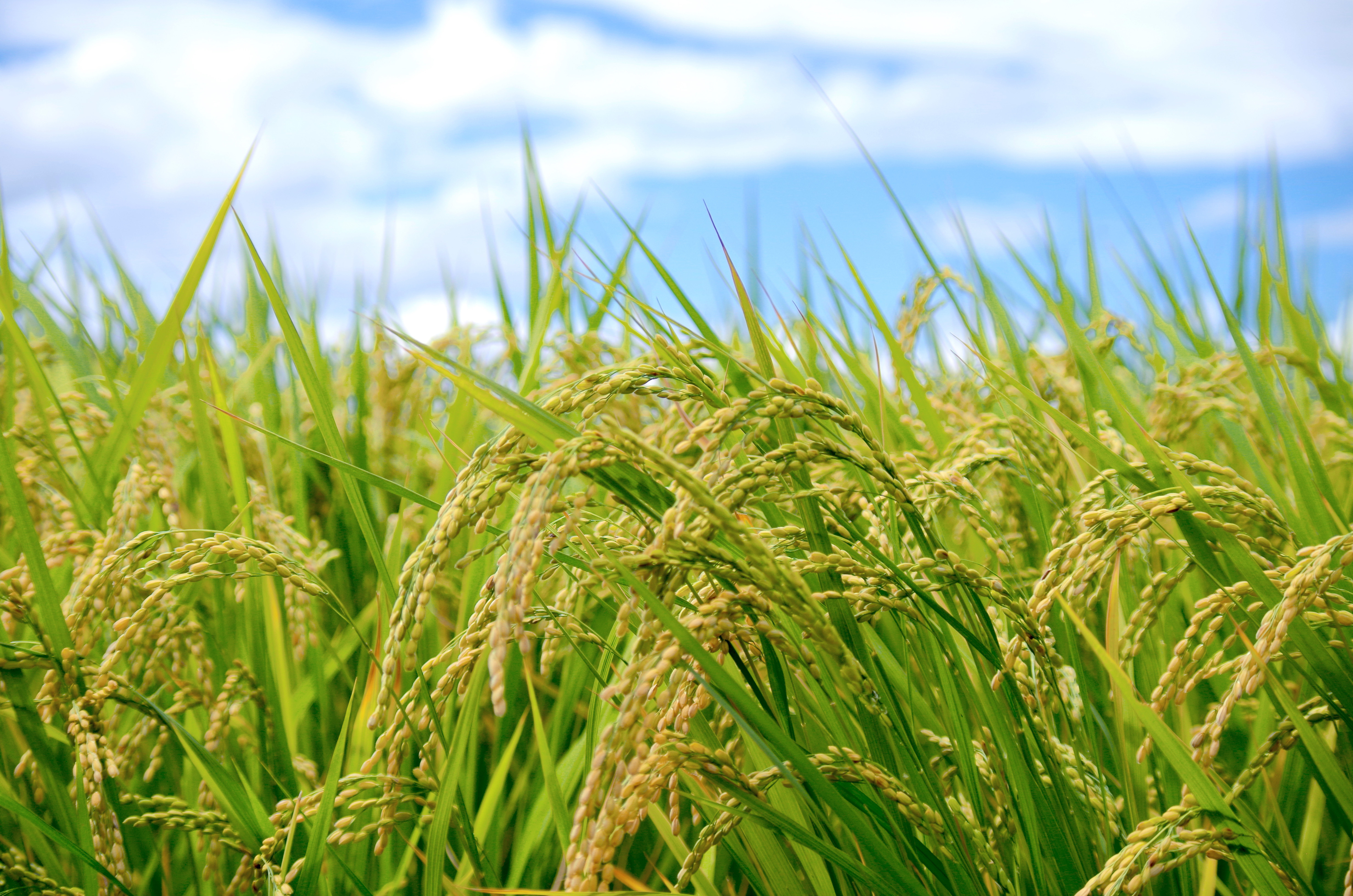 SBCライスセンターの品質管理体制